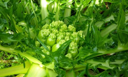 Sua squisitezza la cicoria di Galatina