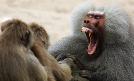 Ridere come i babbuini