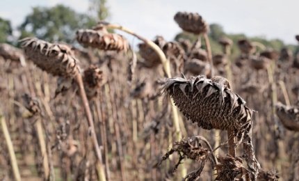 La tropicalizzazione del clima danneggia l'agricoltura pugliese