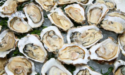 Mangia ostriche crude e muore divorata dal "batterio mangiacarne"