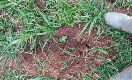 Aumentano in Puglia lupi e cinghiali