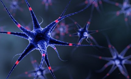 Uno sbilanciamento fra due proteine alla base di anomalie nel sistema nervoso del nascituro