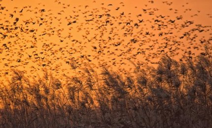La Puglia invasa da dieci milioni di storni