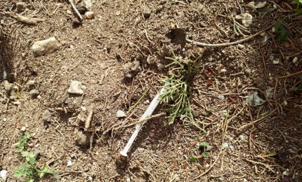 Pericolose siringhe su un marciapiede di via Montenero