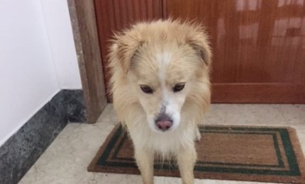 Chi ha smarrito questo simpatico cane?