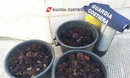 Mille ricci costano 4000 euro a due pescatori di frodo