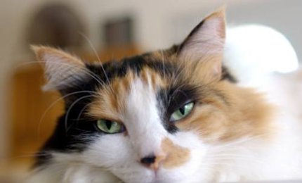 Investe un gatto e non si ferma, rischia fino a 1559 euro di multa