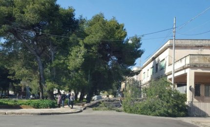 Un grosso pino cade su piazzale Stazione e sfiora un'auto