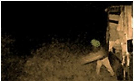 Le fototrappole immortalano uno sporcaccione in azione, punito
