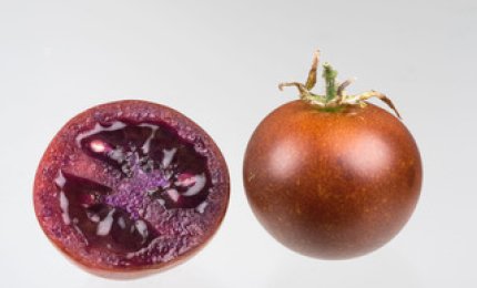 Il pomodoro 'bronzeo' cura le infiammazioni intestinali 