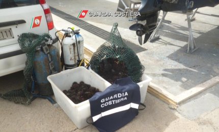 Quattromila euro di multa ai raccoglitori di 1300 ricci di mare