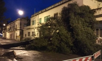 Un altro pino vittima della burocrazia