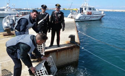 Vendeva ricci senza bollo sanitario, 2000 euro di multa
