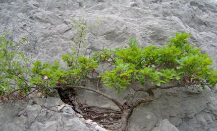 Al Palazzo della Cultura di Galatina la prima mostra esposizione di Bonsai