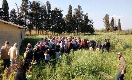 Saper distinguere il grano dallo "scioju"