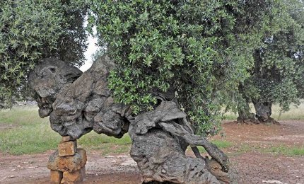 Emergenza xylella, il M5S sta con la Coldiretti
