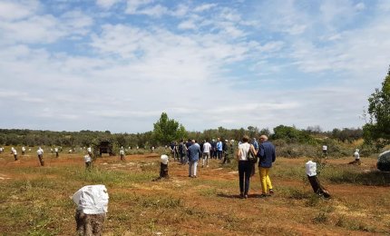 Xylella, "la Puglia non può essere lasciata sola"