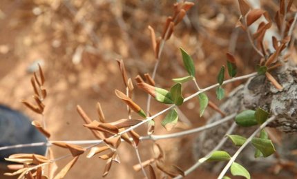 "Xylella Fastidiosa. La situazione ad oggi sul territorio della provincia di Lecce"