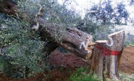Inventati a Lecce microsensori per scoprire la xylella 