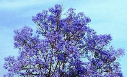 "Alberi"