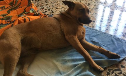 Di chi è questa cagnolina?