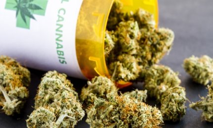 A Lecce non si trova la Cannabis terapeutica,