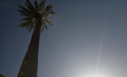 "La palma della 'Casa Paterna' gode ottima salute". Parola di assessore