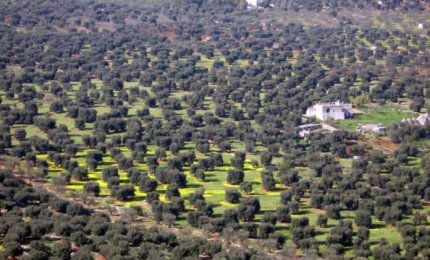 Xylella, osservazioni aeree per scoprirla