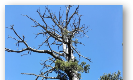 Datato a Lecce l'albero vivente più antico d'Europa
