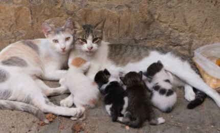 Al via la sterilizzazione delle colonie feline sparse sul territorio galatinese
