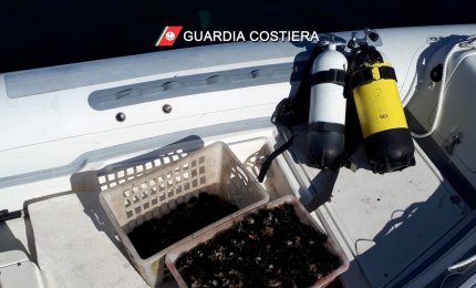 Quattromila euro di multa per avere raccolto più di 50 ricci di mare
