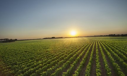 Verso un'ottima vendemmia