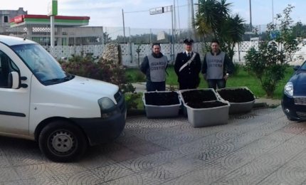 Avevano raccolto 5300 ricci, foglio di via per cinque pregiudicati brindisini