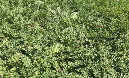 Estate "fredda", crolla il prezzo delle angurie