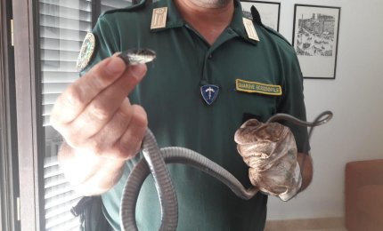 Trovato un biacco in una casa