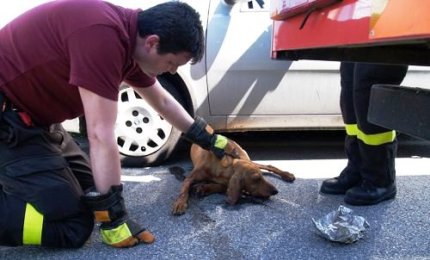 Obbligatorio soccorrere un animale investito