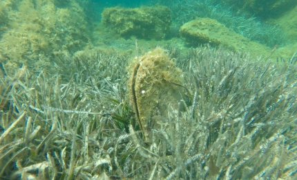 Scoperta Pinna nobilis nella laguna di Acquatina