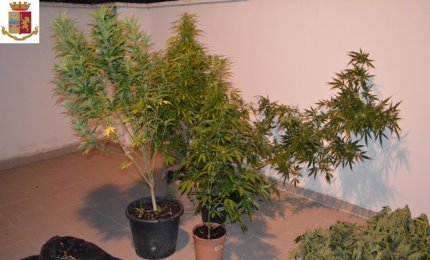 Arrestato aradeino coltivatore di marijuana