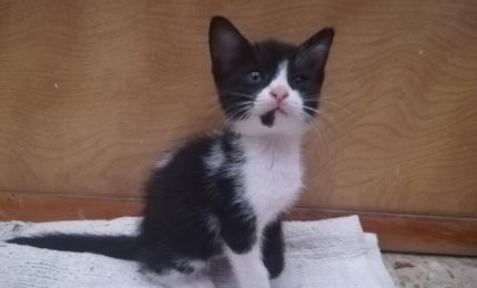 Quattro gattini in cerca di amici