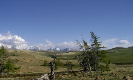Gli anelli degli alberi raccontano il pianeta Terra
