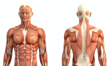 La distrofia muscolare di Duchenne si può rallentare regolando i cannabinoidi