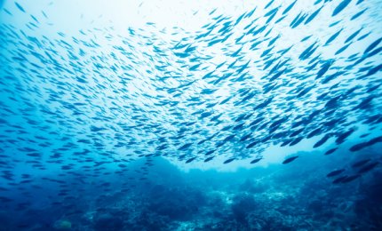 “La pesca sostenibile nelle Aree Marine Protette”
