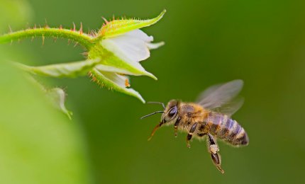 «Apicoltura e biodiversità: azioni di tutela e prospettive»