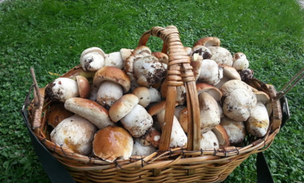 Funghi, acquistarli solo dai raccoglitori certificati