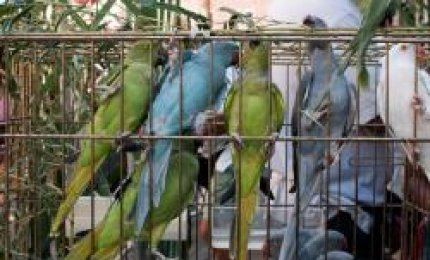Mai più animali prigionieri e venduti alle feste!