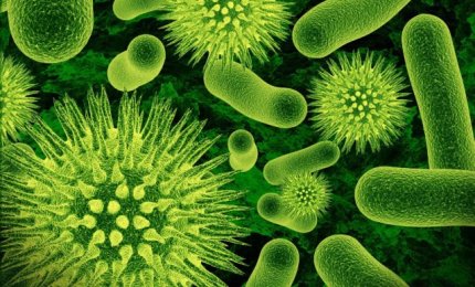 I virus potenziali vettori per il trasferimento genico orizzontale