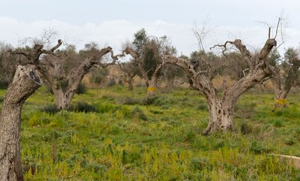 Xylella, "Il Cnr è in conflitto di interesse"