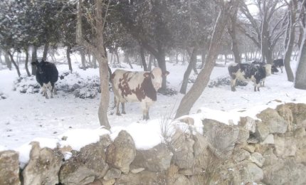 Il grande freddo fa tremare l'agricoltura pugliese