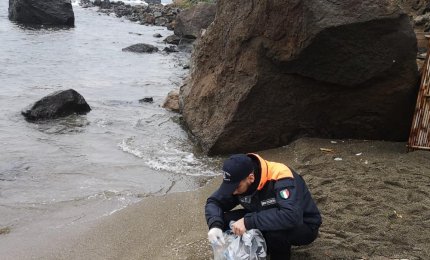Non sono commestibili i gamberi spiaggiati ad Ischia