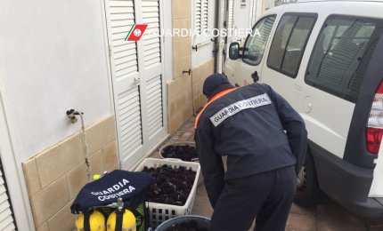 Sequestrati 1800 ricci e multati i pescatori